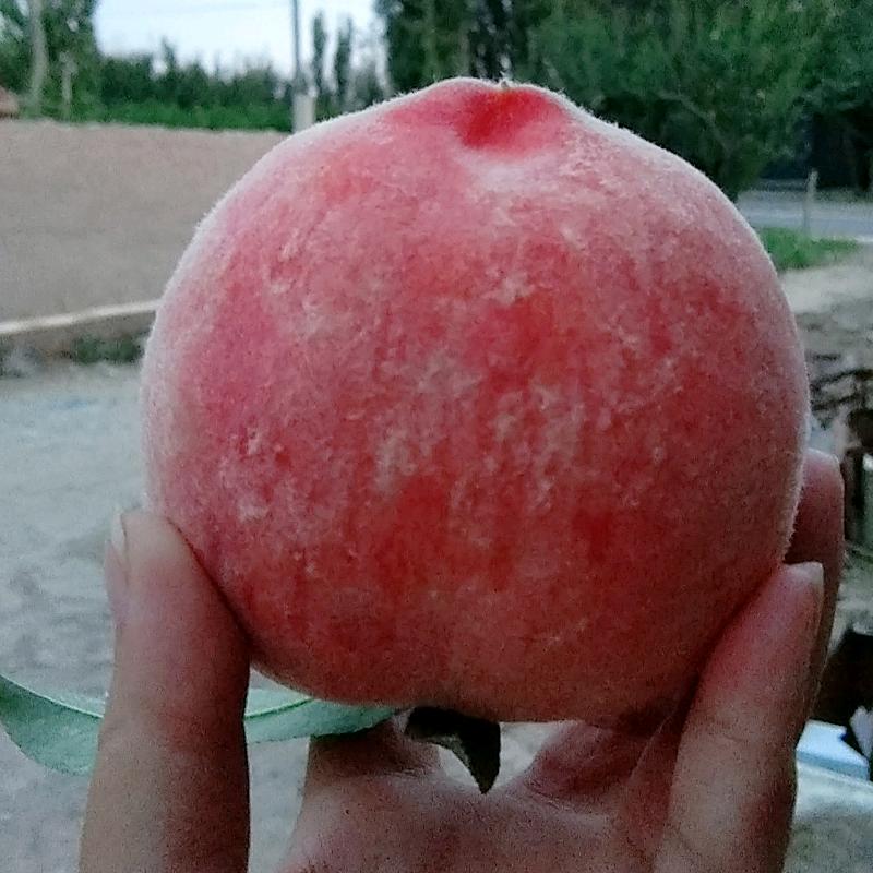 刘忠；刘氏家族紫嫣桃，李广杏，