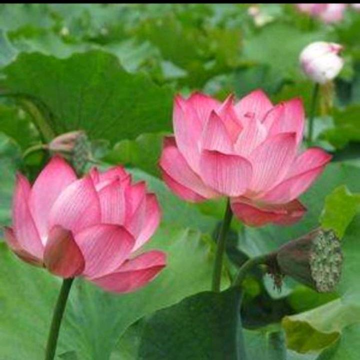杨阳