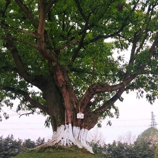 搞弱电的老燕