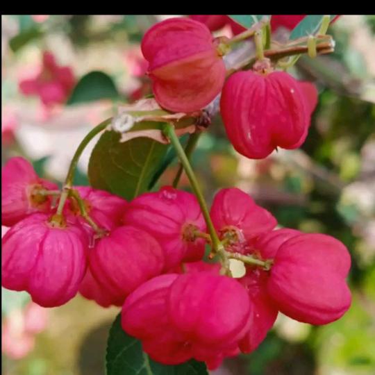 阿姐〉！\o小？氵孞（