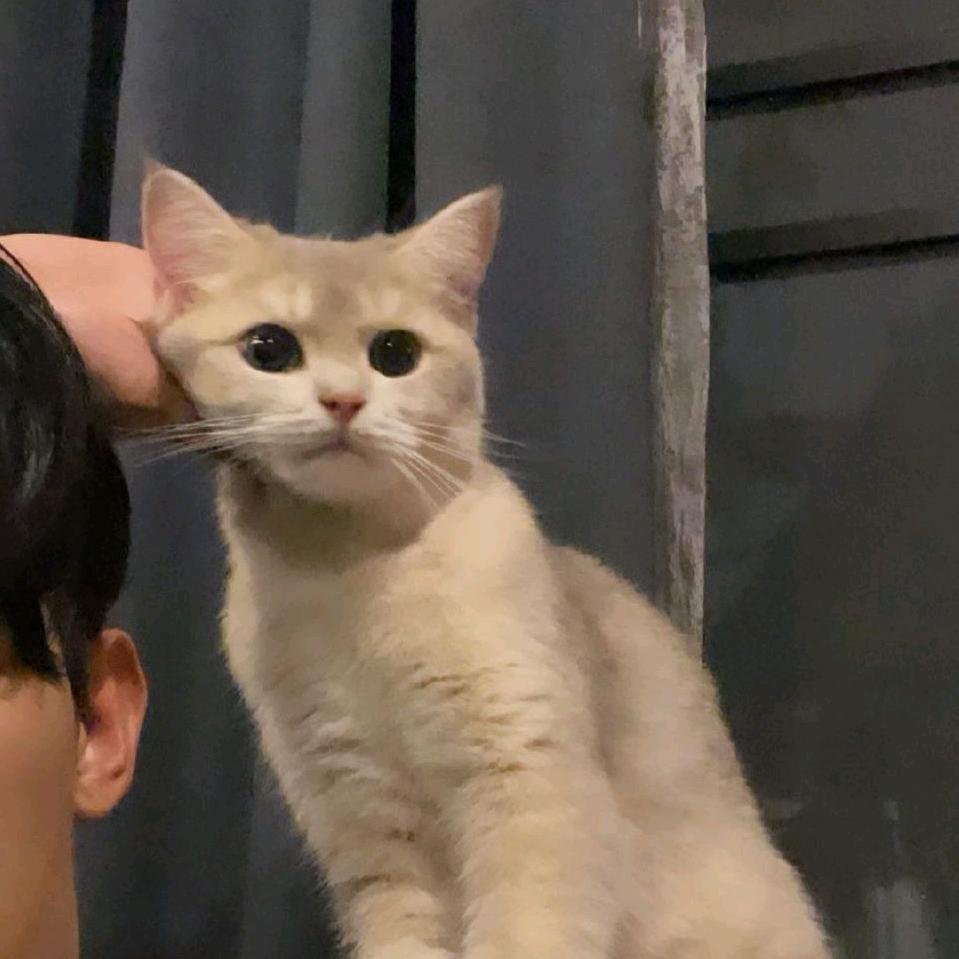 狮子家的小兔子