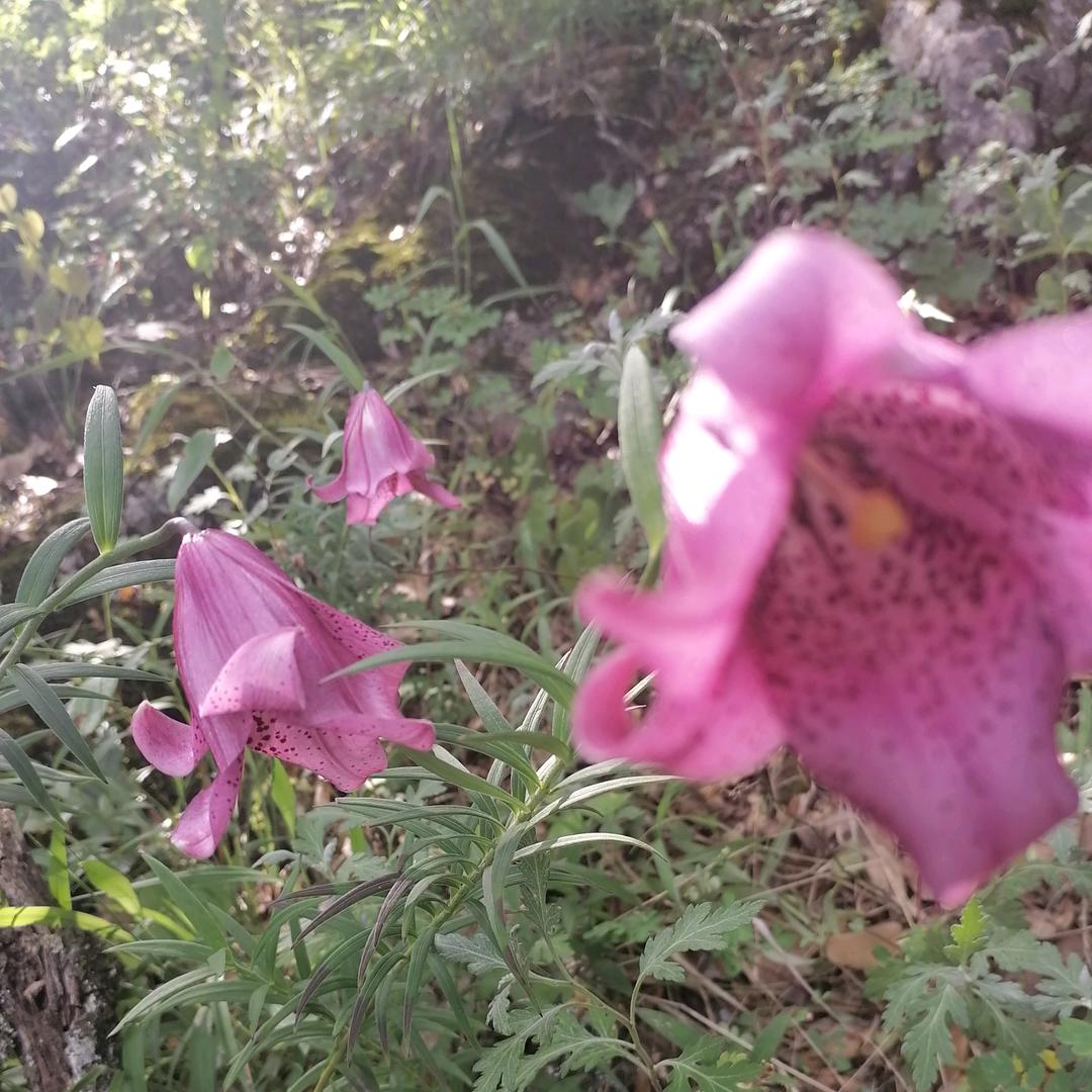 金银花