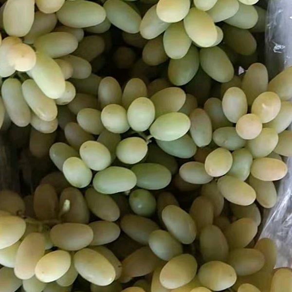 神泉葡萄合作社_