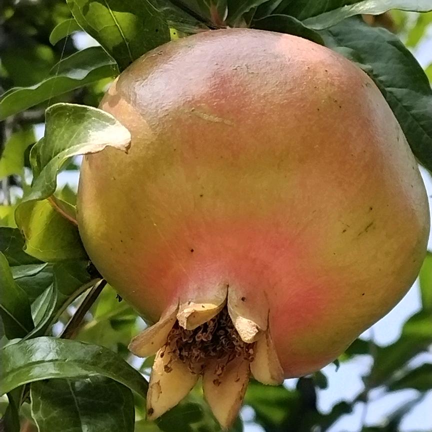 张姐手擀饼 (招学员)