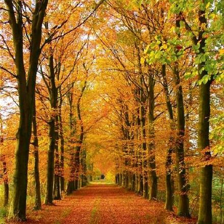 🍁枫叶🍁²³²