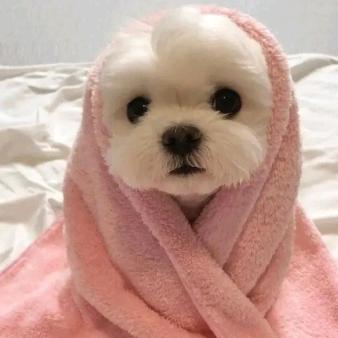 (๑•̀㉨•́ฅ✧ 早