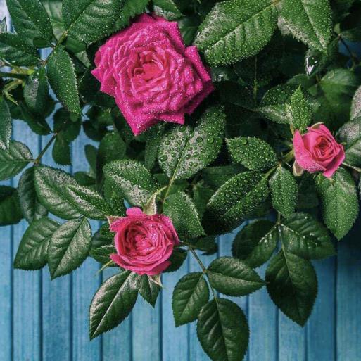 月亮岛岛花花🌸🌸🌸