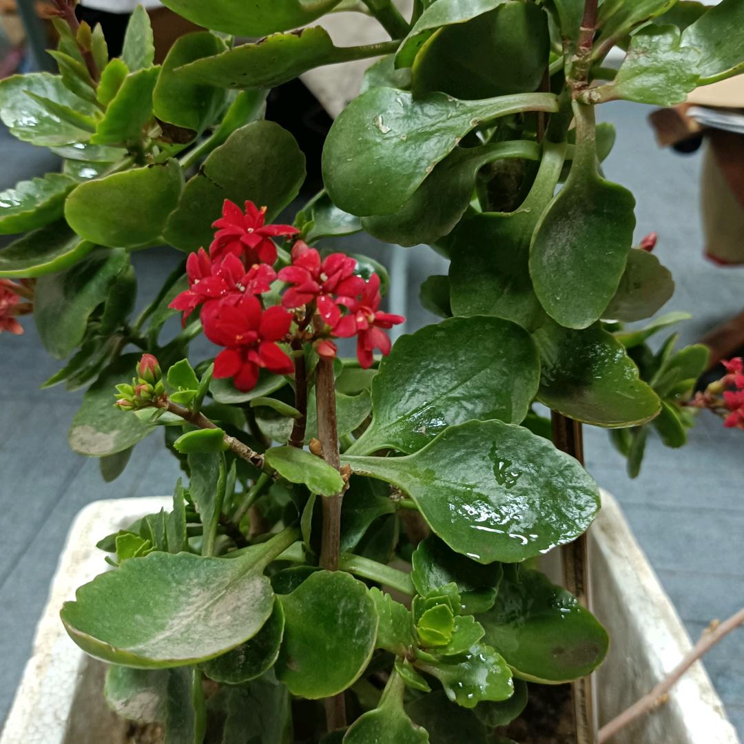 恭喜发财的简单生活