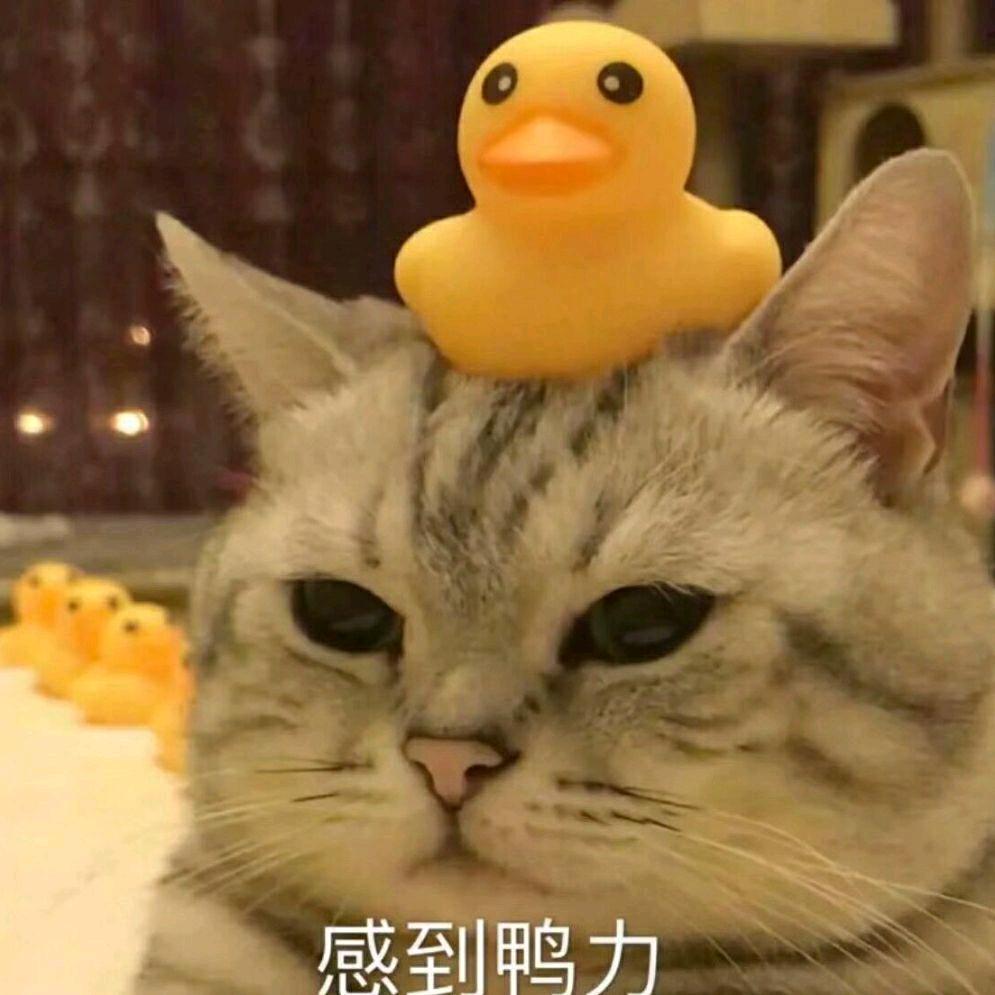 Bigfacecat