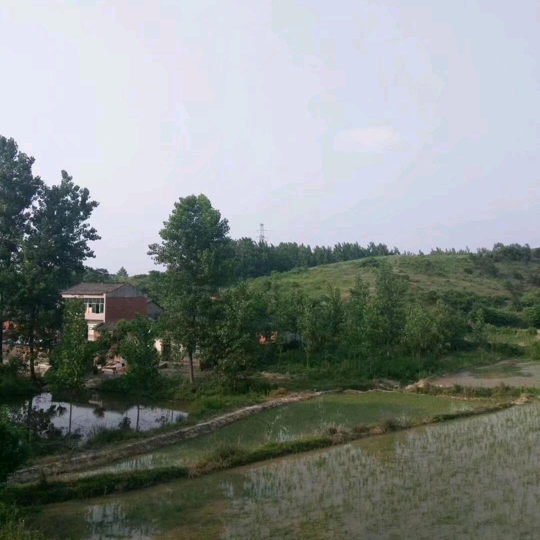 辛双