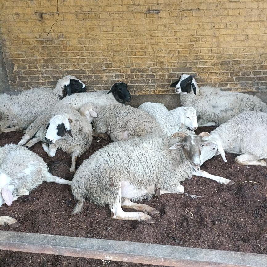 巨鹿小寨羊肉批发零售