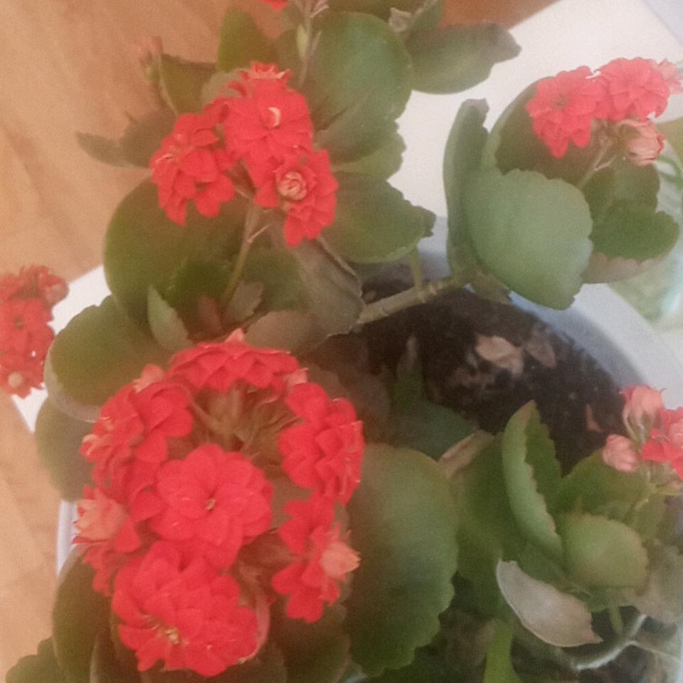 陈陈