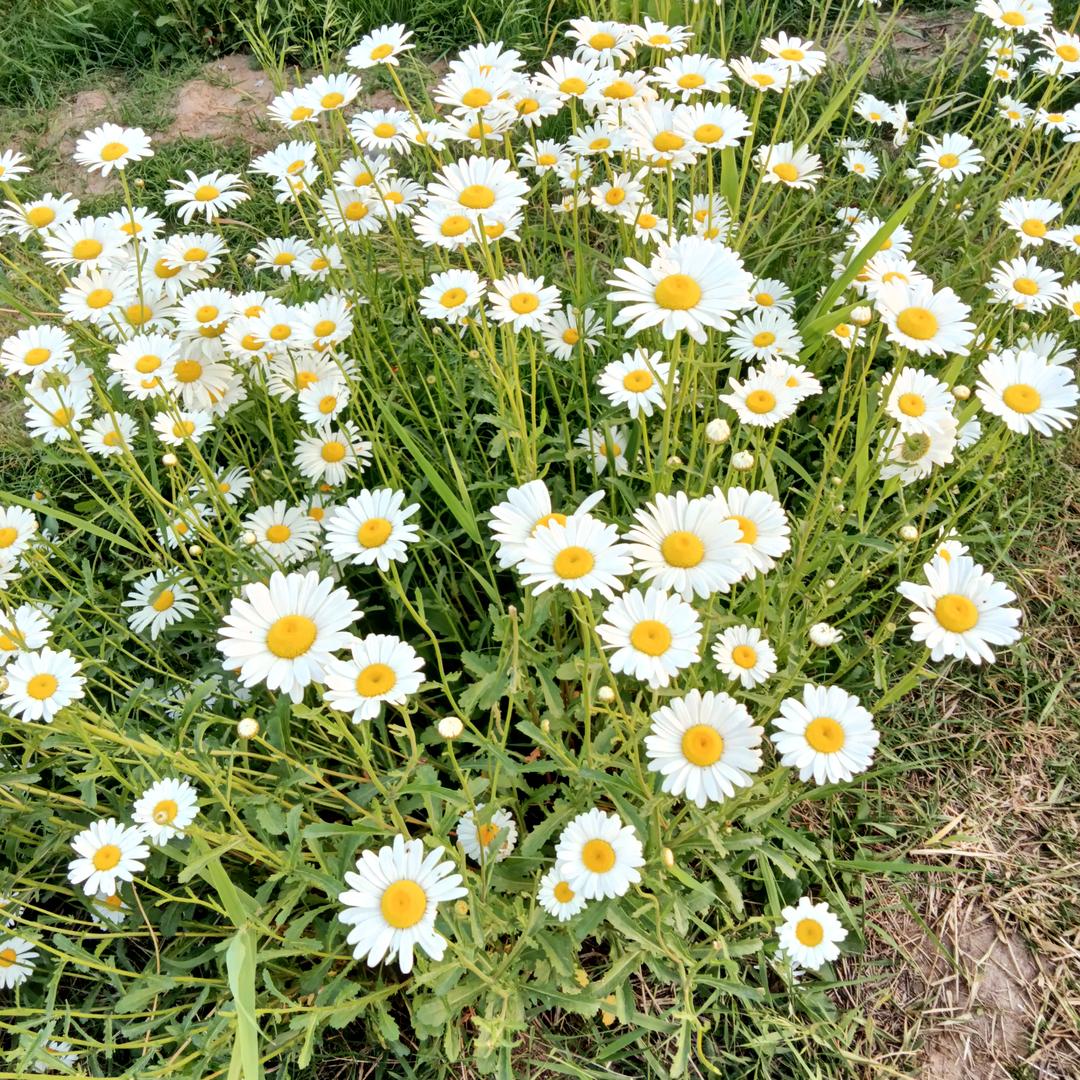 梅有烦恼(●—●)