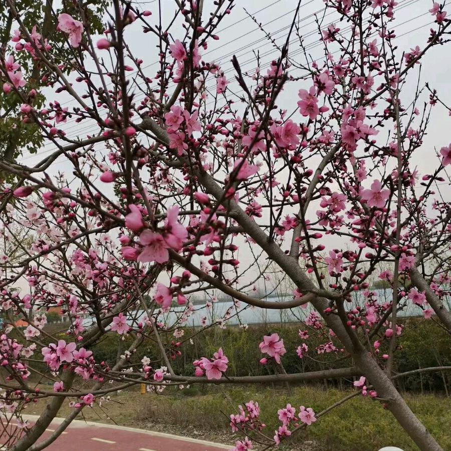 🌹时光荏苒，光阴如梭🌺