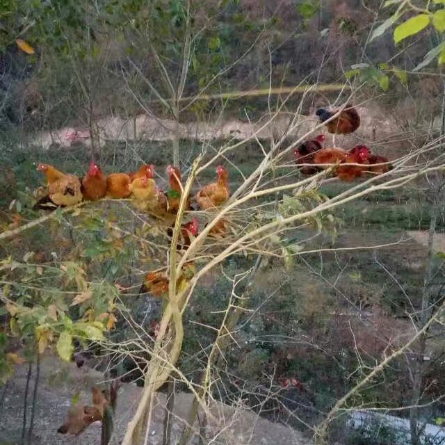小李哥（农村土特产）