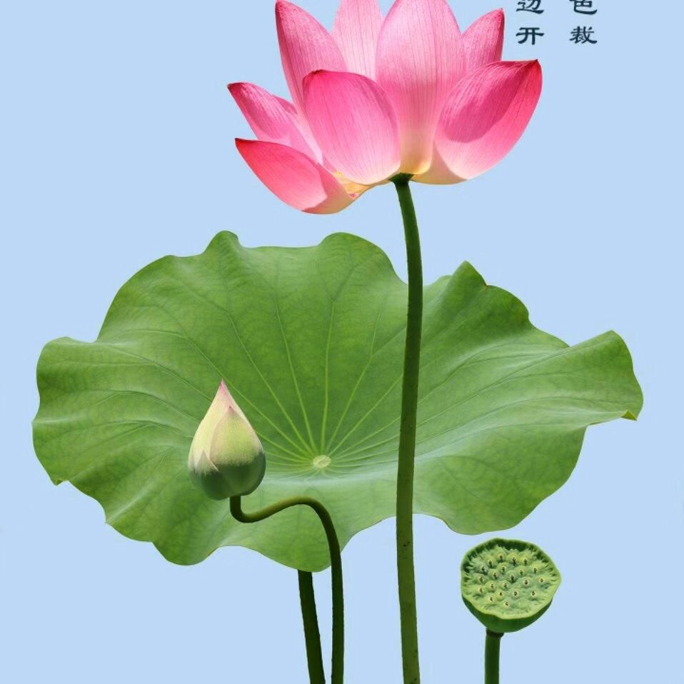 康政轩