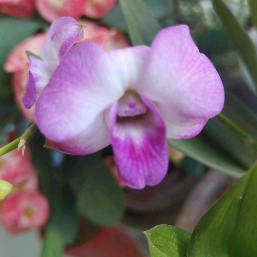 赵家木柴全羊（招学员3690593