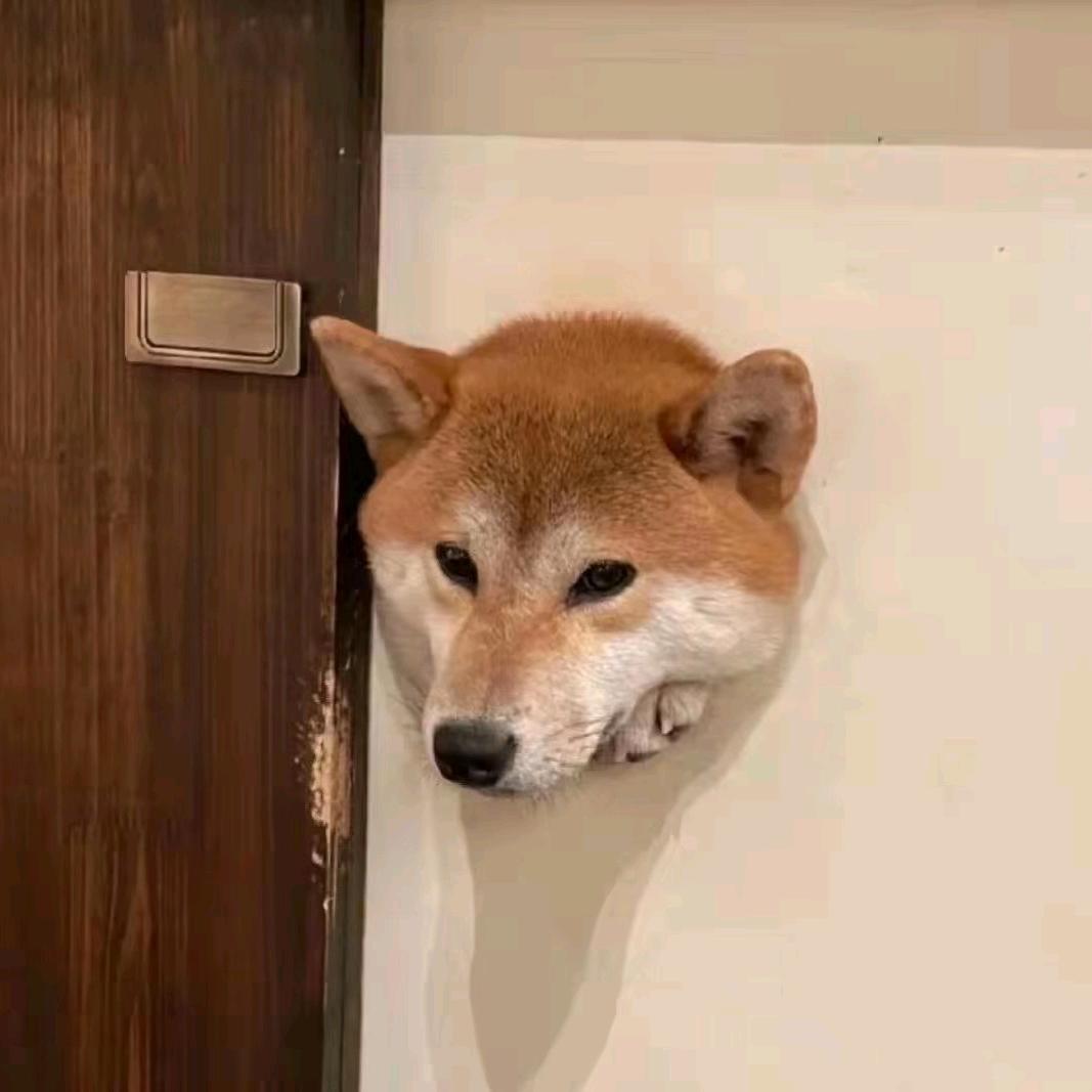 小鑫同学⭐️