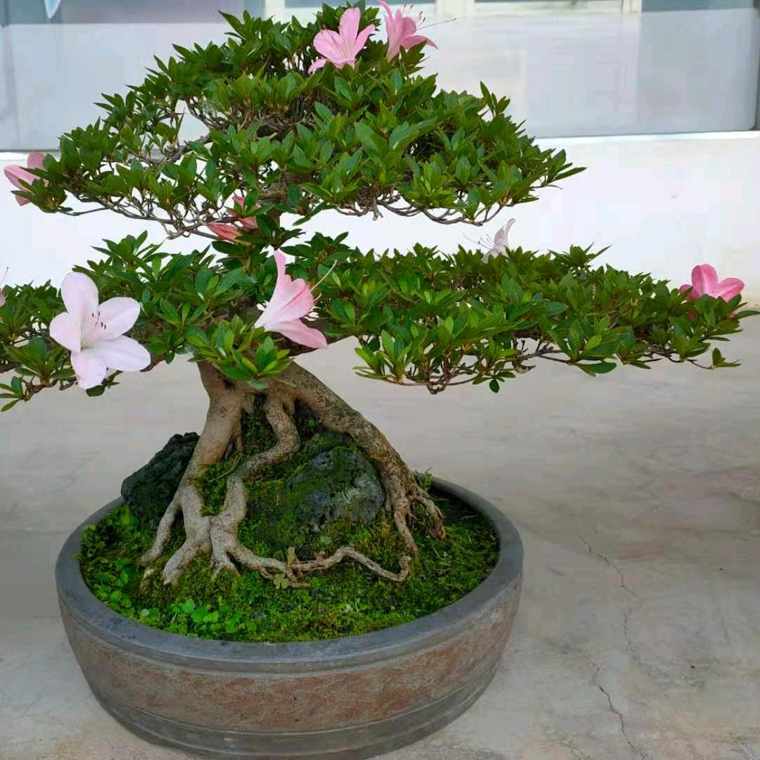 木子