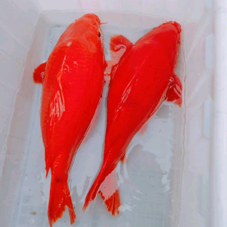 婺源县胡哥荷包红鲤鱼养殖场