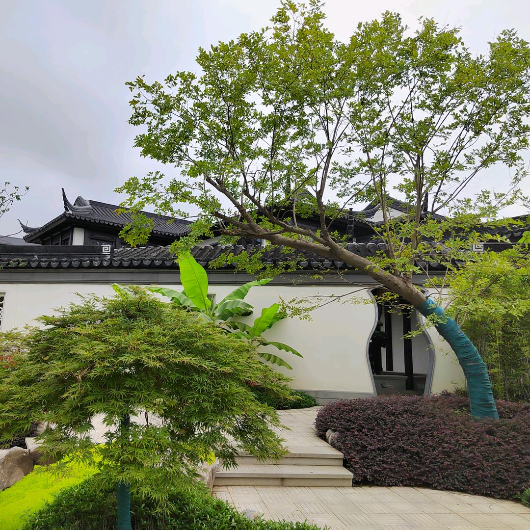 商城县春风十里大娟
