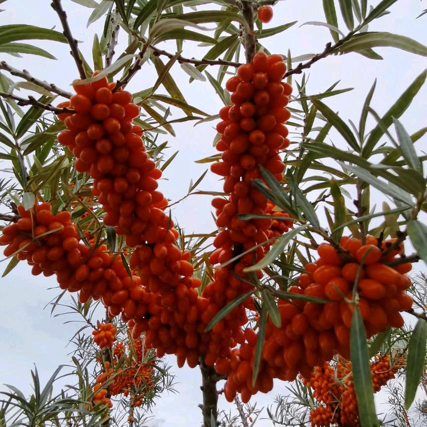 新疆万亩沙棘种植基地
