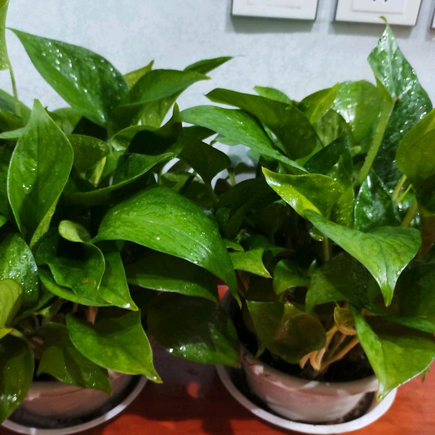 今生的唯一