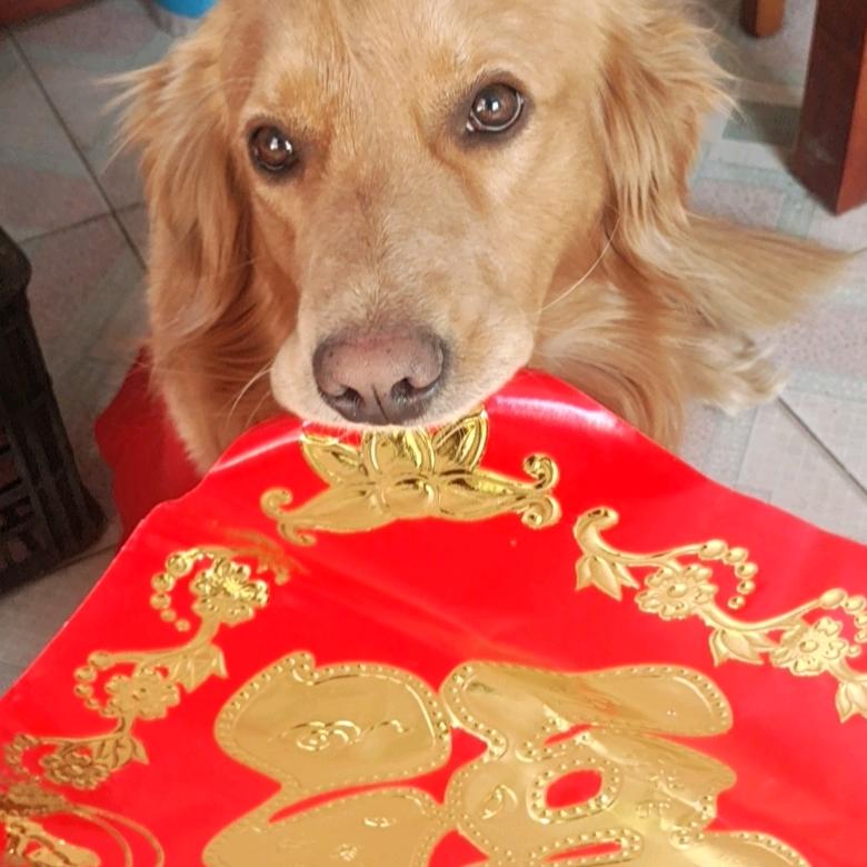 金旺！🐈🎖️