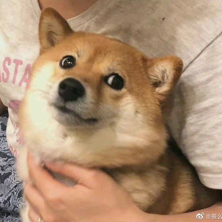快乐的肥狗