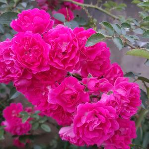 蔷薇花
