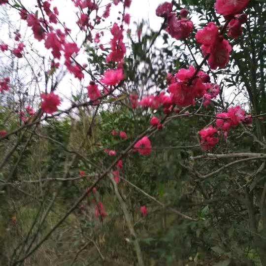 心想事成