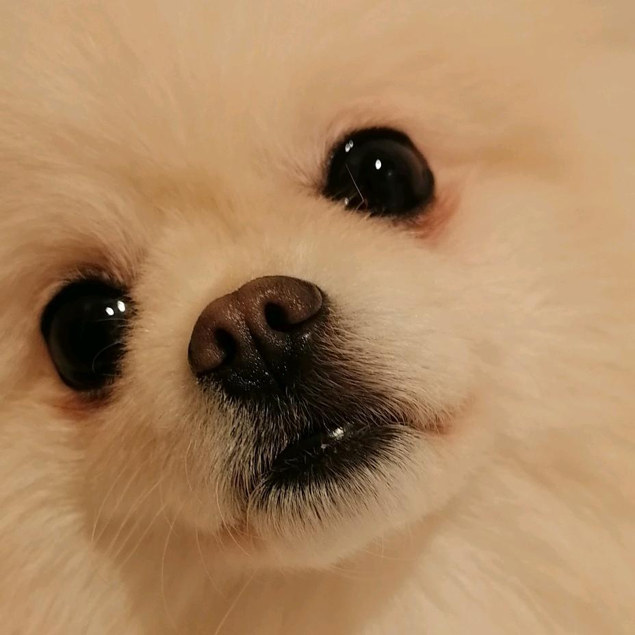 棉花的主人