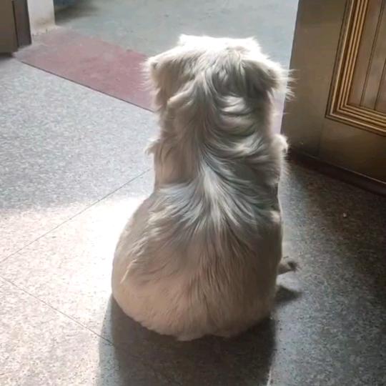 牛牪犇🐮
