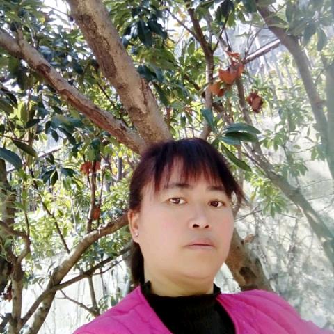 秋后的黄叶，邓