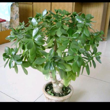 🌴情义💖吴价🌴