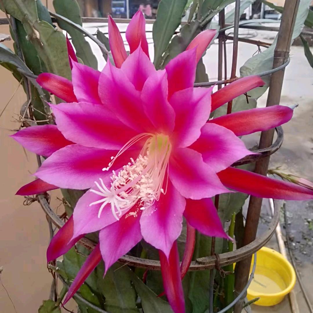云淡风轻