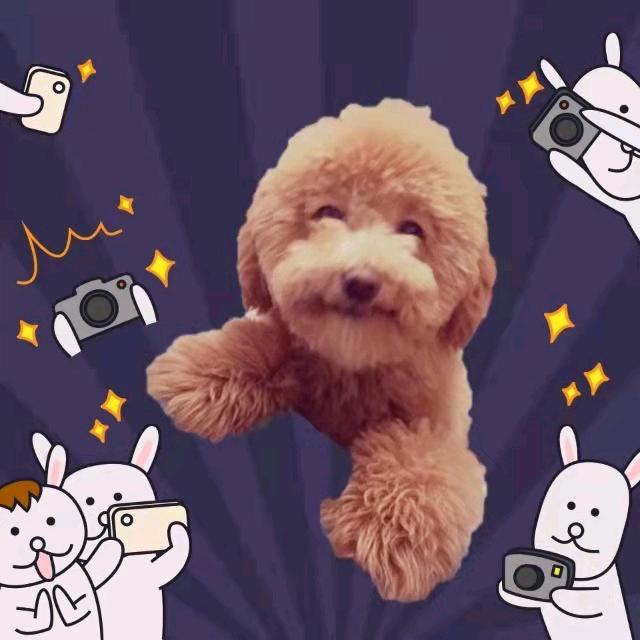 👻木之本樱💗