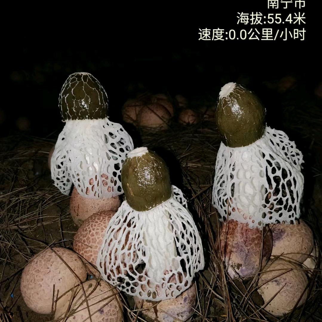 旭阳贸易竹荪种植