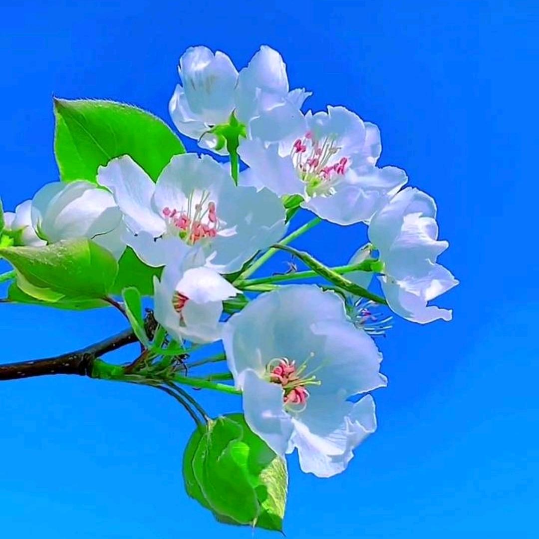 🌙津竹：臻选🍒