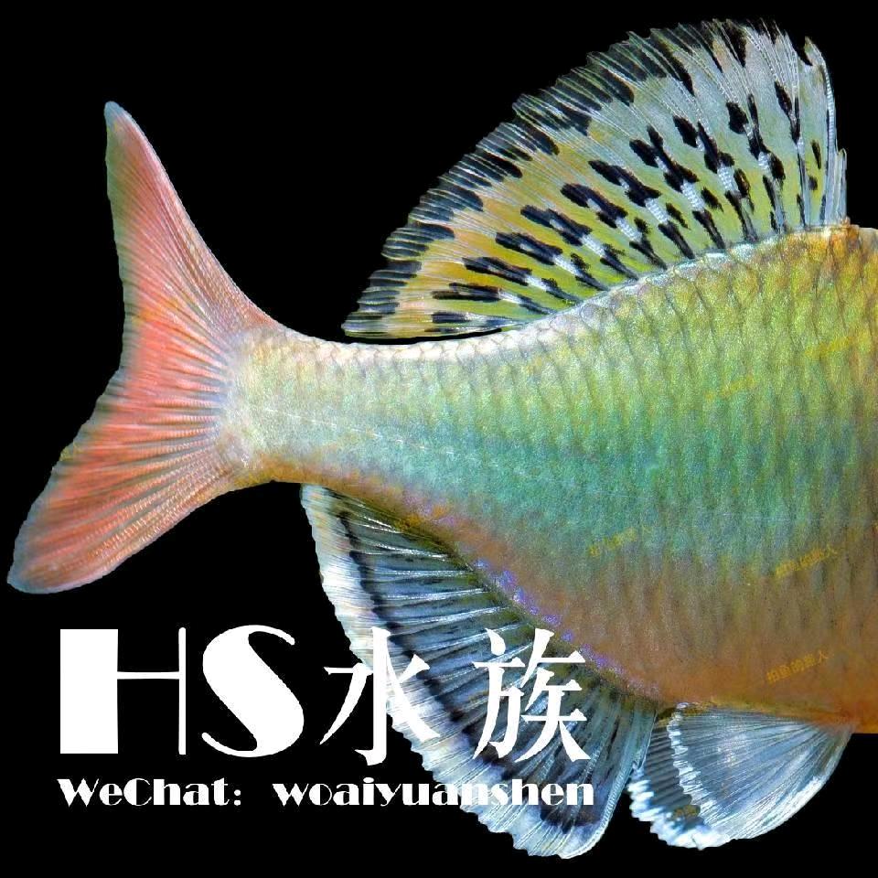 HS水族