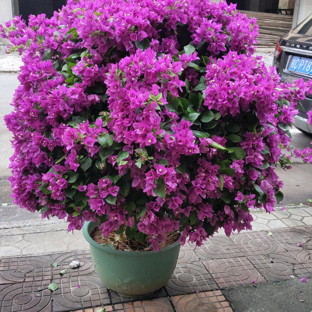 园满花园艺中心
