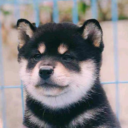 北京柴满院柴犬犬舍