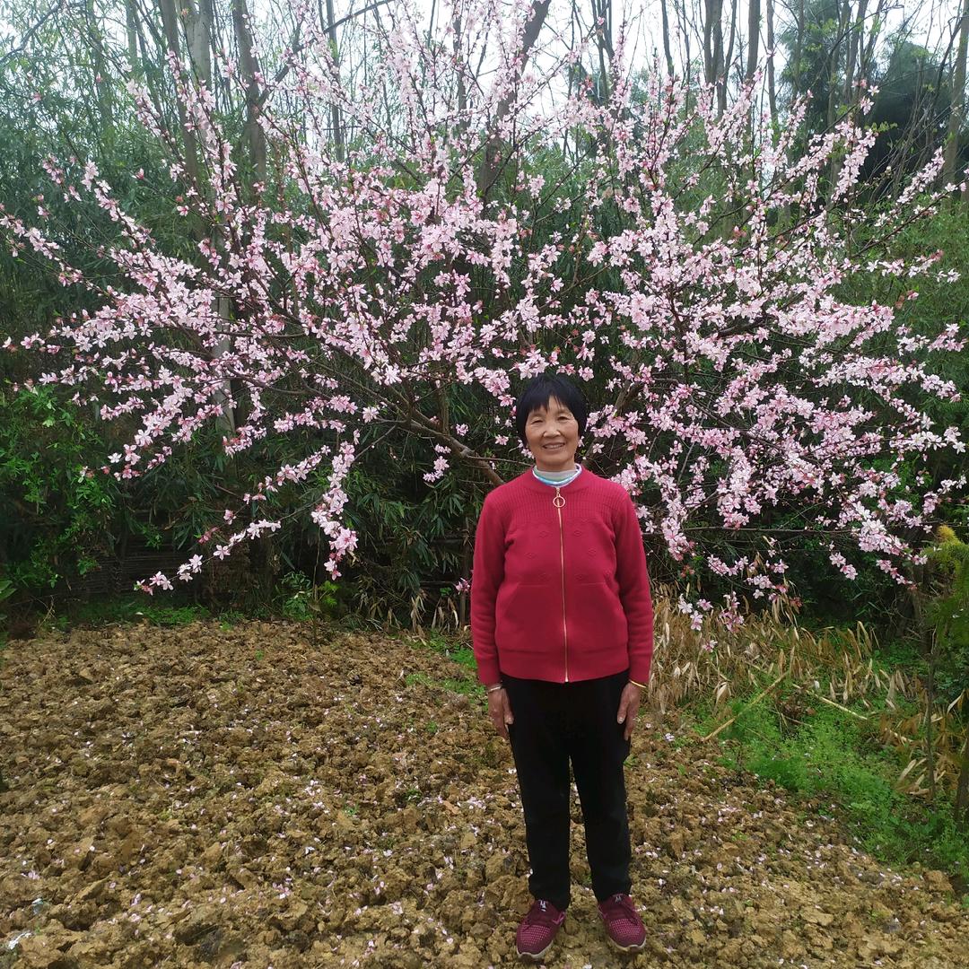 🌸红花🌸