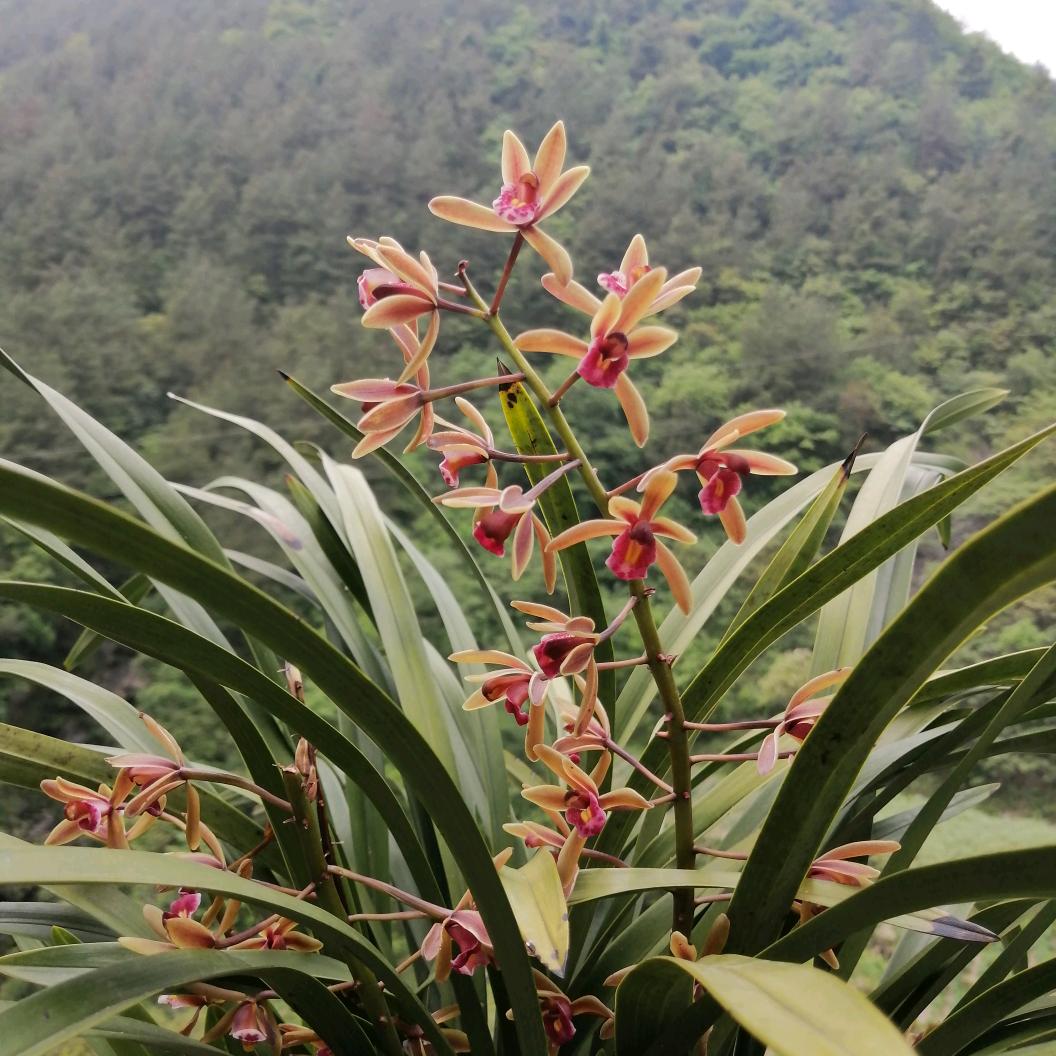 ♥️(*^ω^*)不乱与心💝