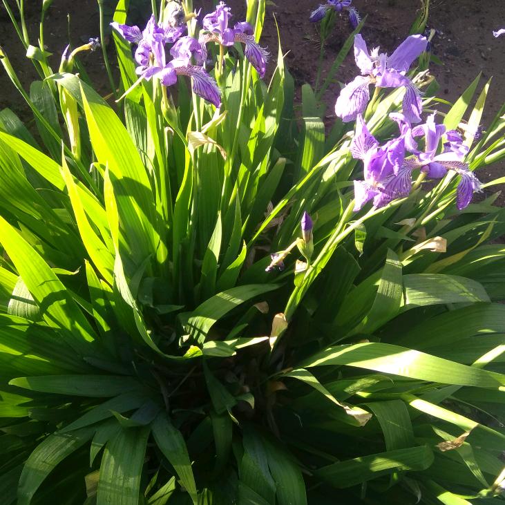 兰花草