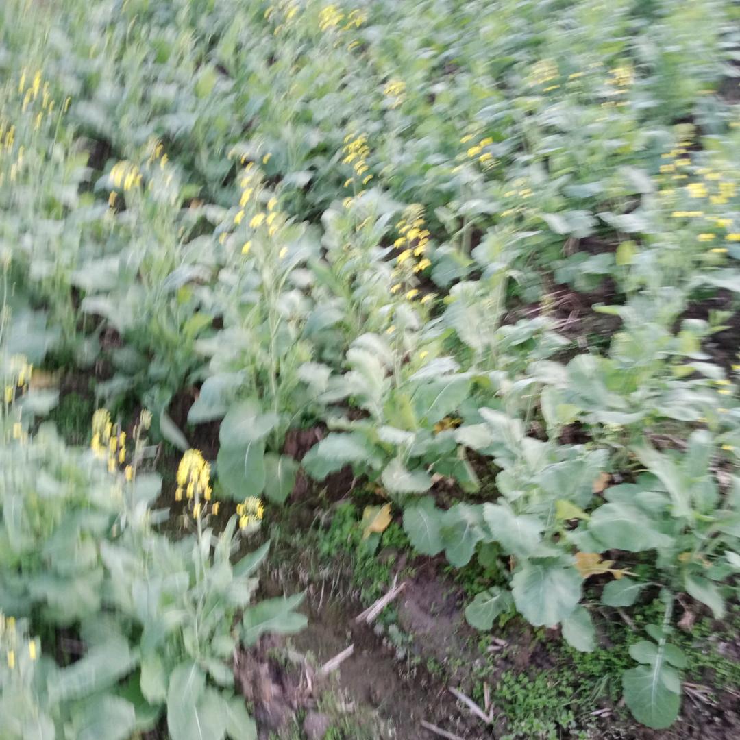 沉香木