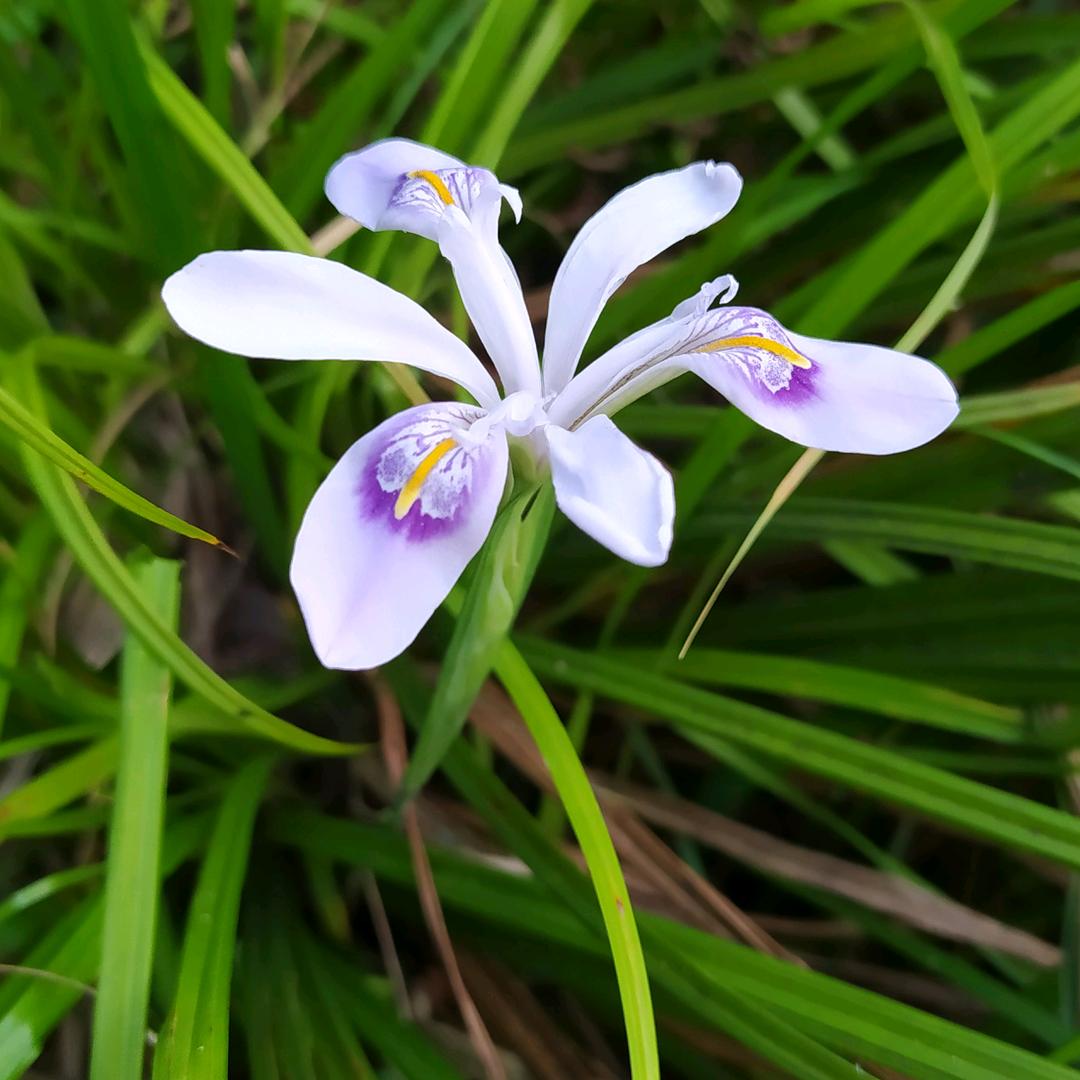 高山雪莲花