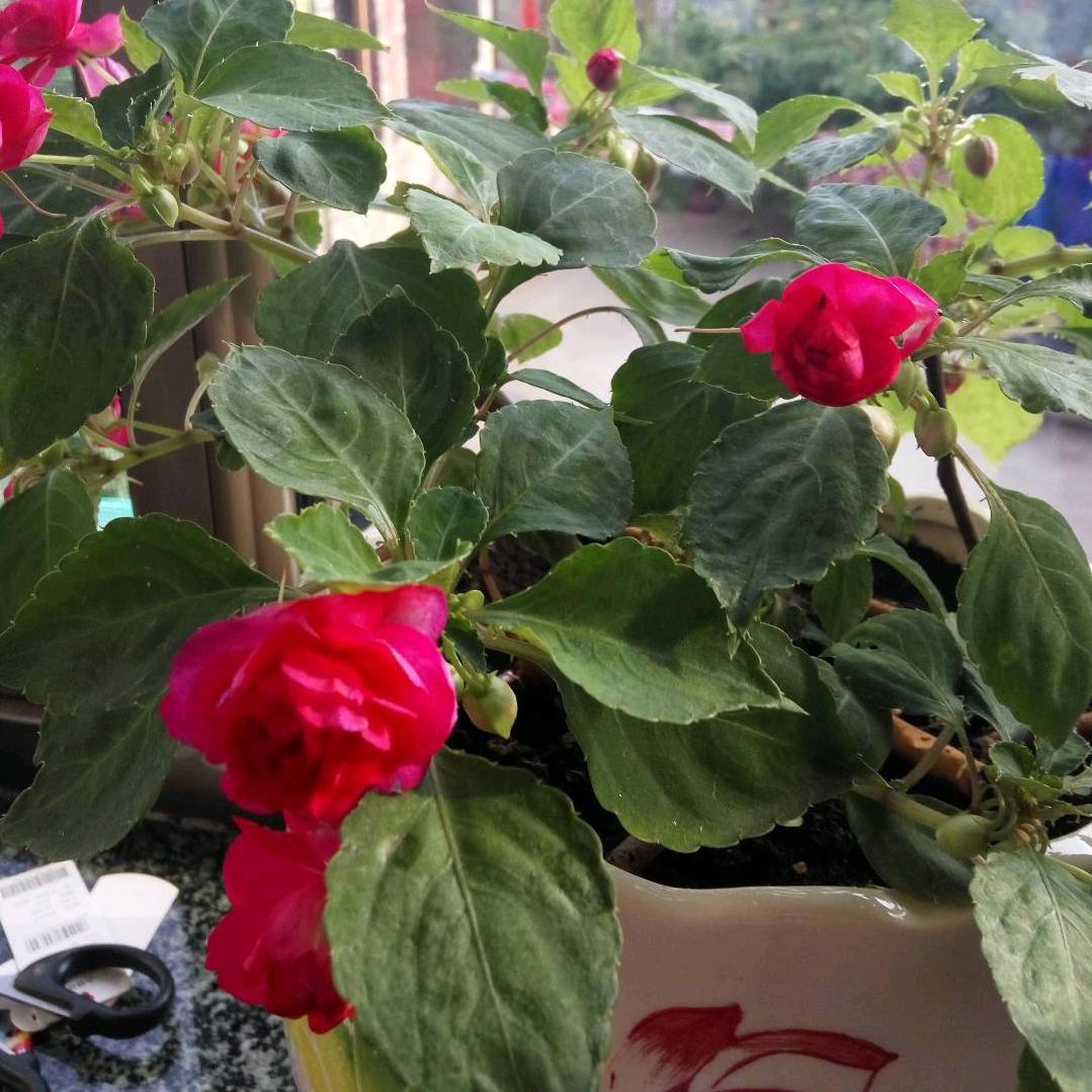 花开那年←