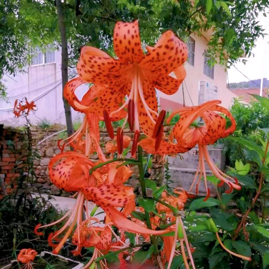 百合