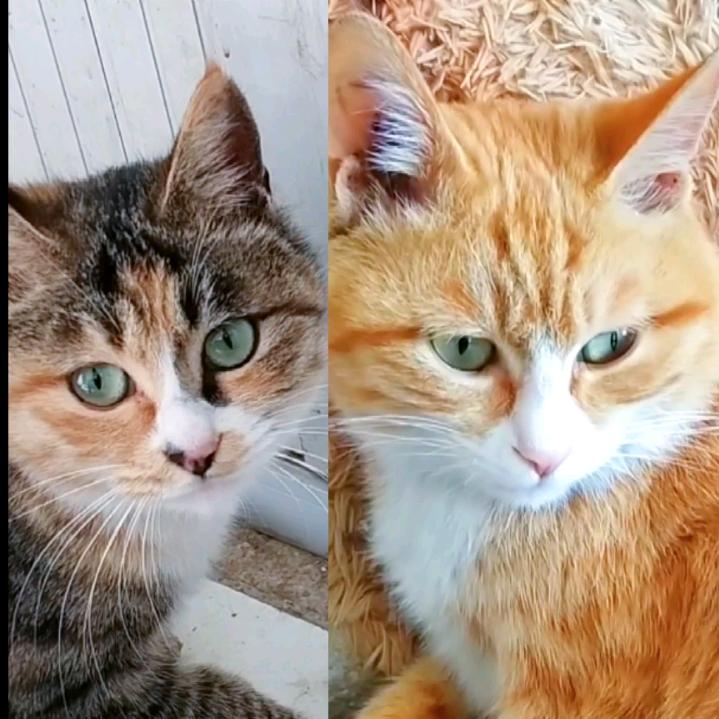 田园猫宝宝